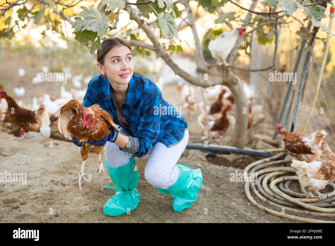 Male positive farmer holding chicken in poultry farm Stock Photo