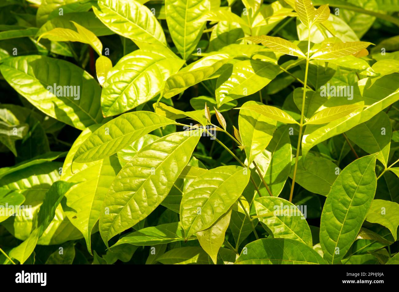 Mahogany seedlings (Swietenia macrophylla) in a tree nursery in Yogyakarta, Indonesia Stock Photo