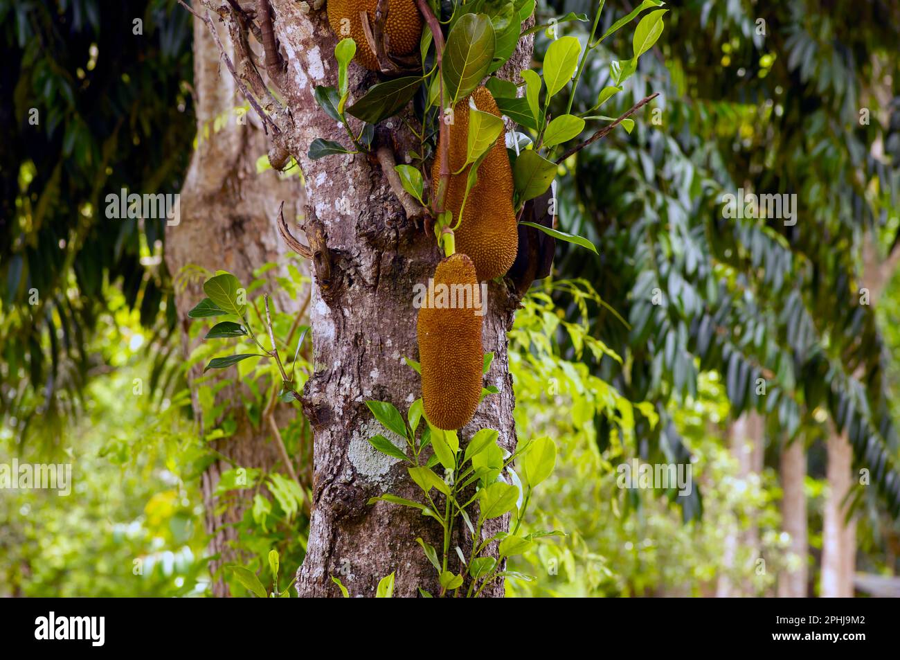Nangka, Jack fruit (Artocarpus heterophyllus) on the tree, in shallow focus Stock Photo