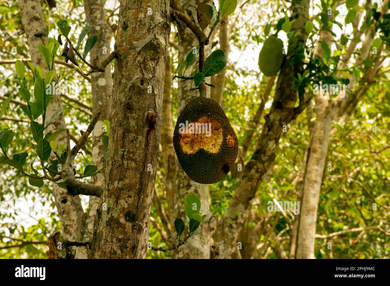Nangka, Jack fruit (Artocarpus heterophyllus) on tree eaten by animals, in shallow focus Stock Photo
