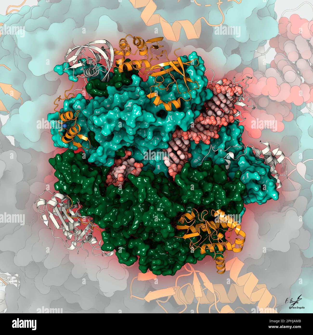 Intitiation Complex Poxvirus transcription initiation complex, illustration Stock Photo - Alamy