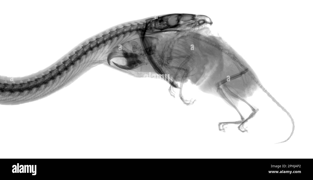 Indian python swallowing mouse, X-ray Stock Photo - Alamy