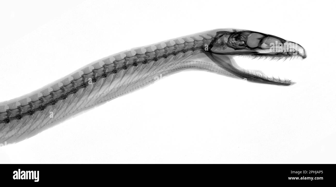 Indian python, X-ray Stock Photo - Alamy
