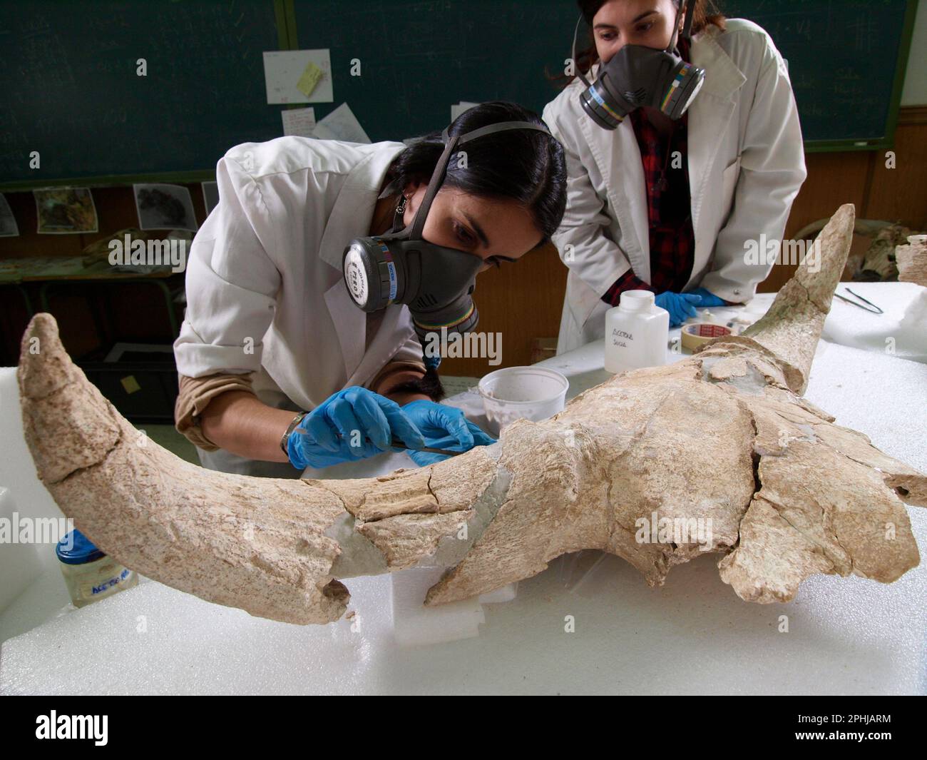 Analysis of fossil bison cranium Stock Photo - Alamy