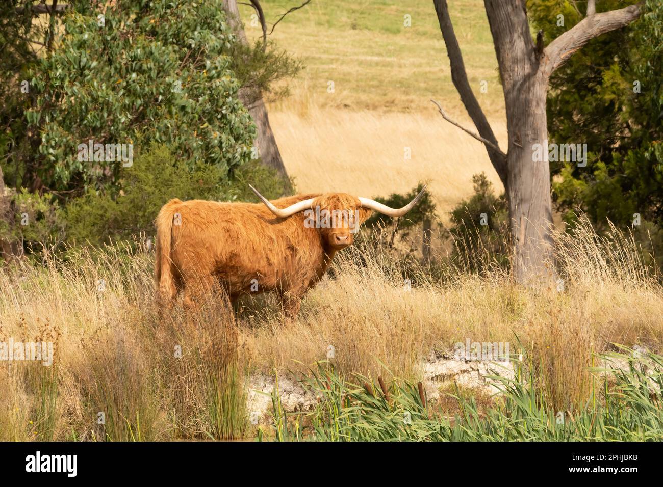Highland cattle with longhorns part of a breeding stock in Tasmania also known as Scottish highland cow. Stock Photo