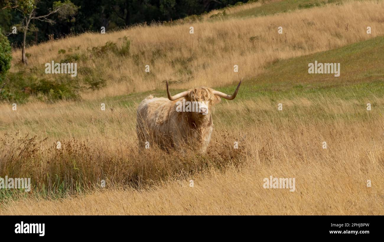 Scottish highland cow in a landscape scene in the Central Highland, Tasmania. Stock Photo