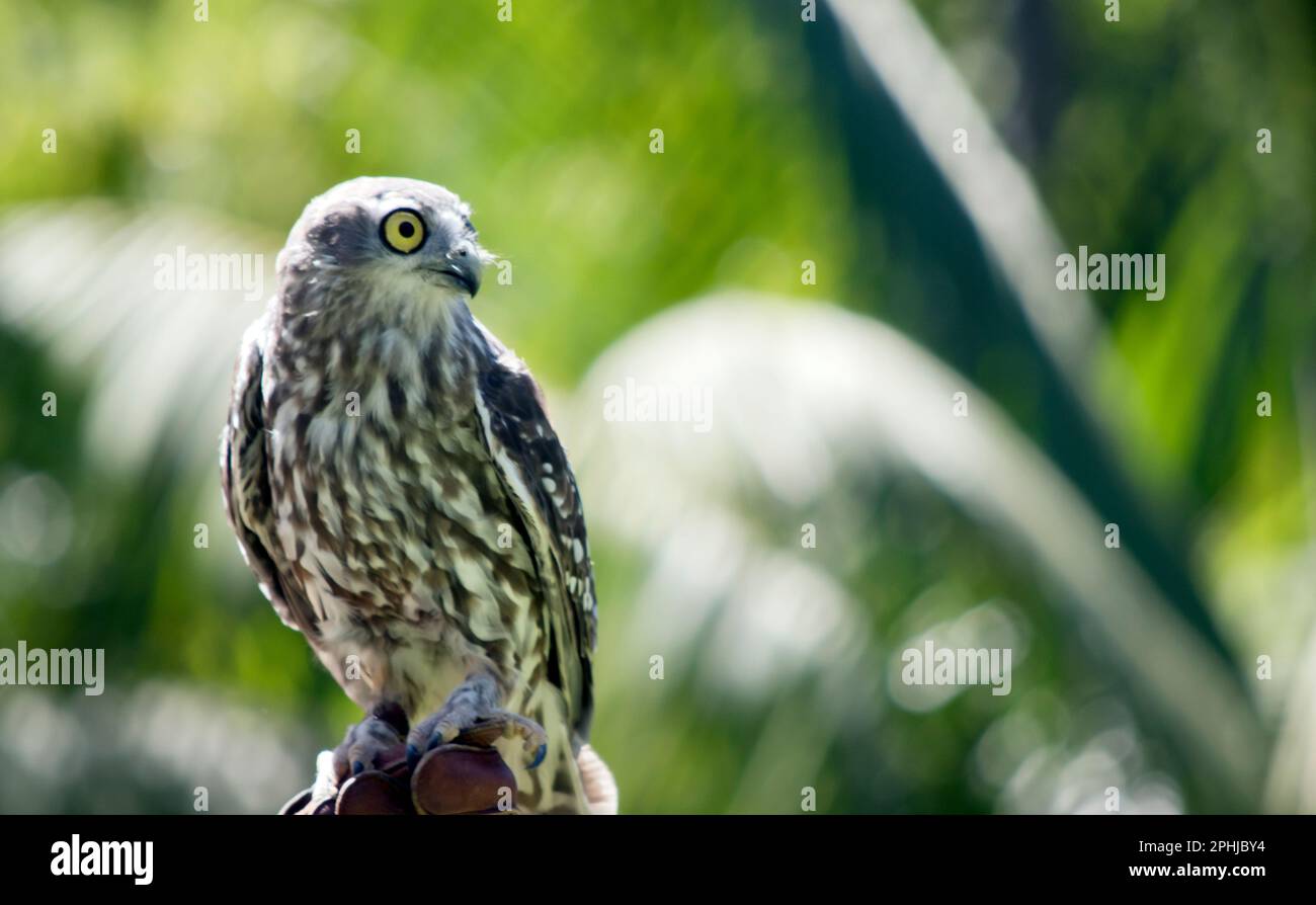 Barking owls have dark brown feathers, with white spots on the wings