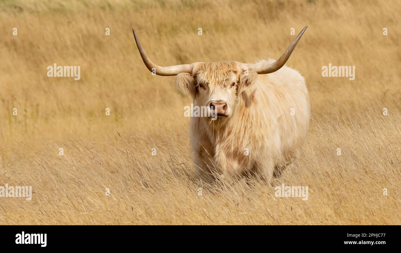 Apale coloured Highland cow close up with selective focus, roamng in rurul Tasmania. Stock Photo