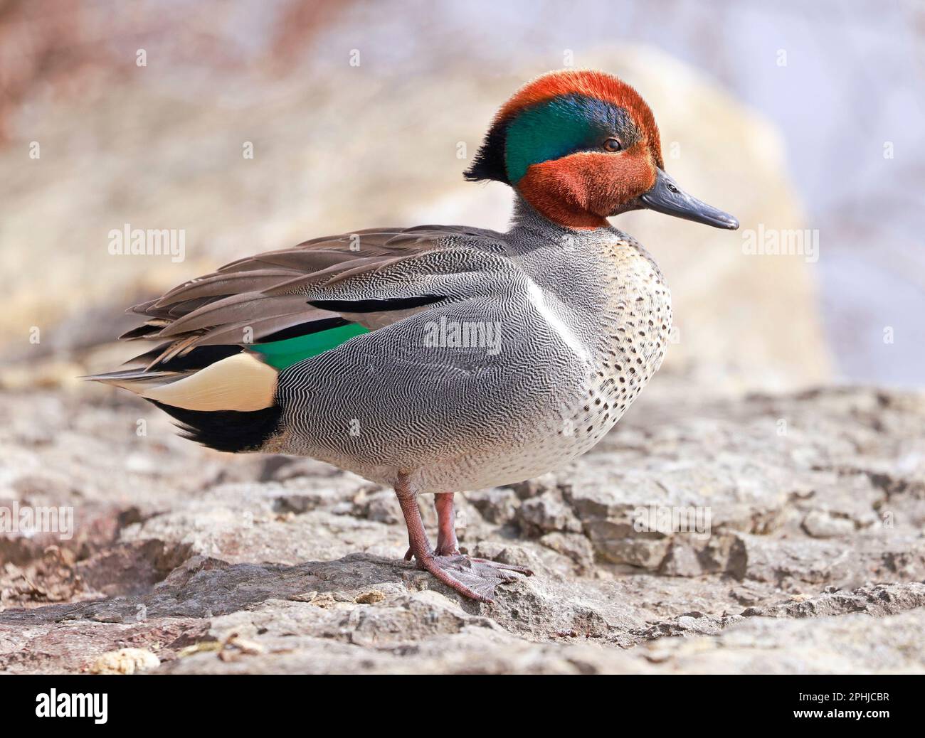 Green-winged Teal portrait, Quebec, Canada Stock Photo