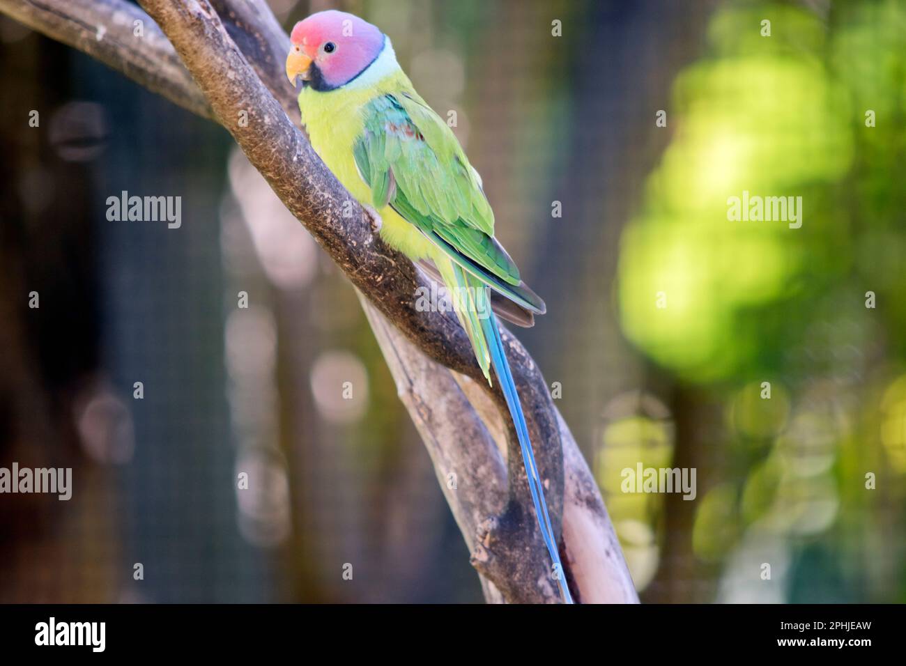 the plum headed parakeet has a green body and wings with a plum colored