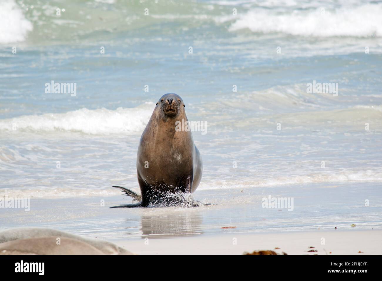 the male sea lion has just returned from the ocean Stock Photo