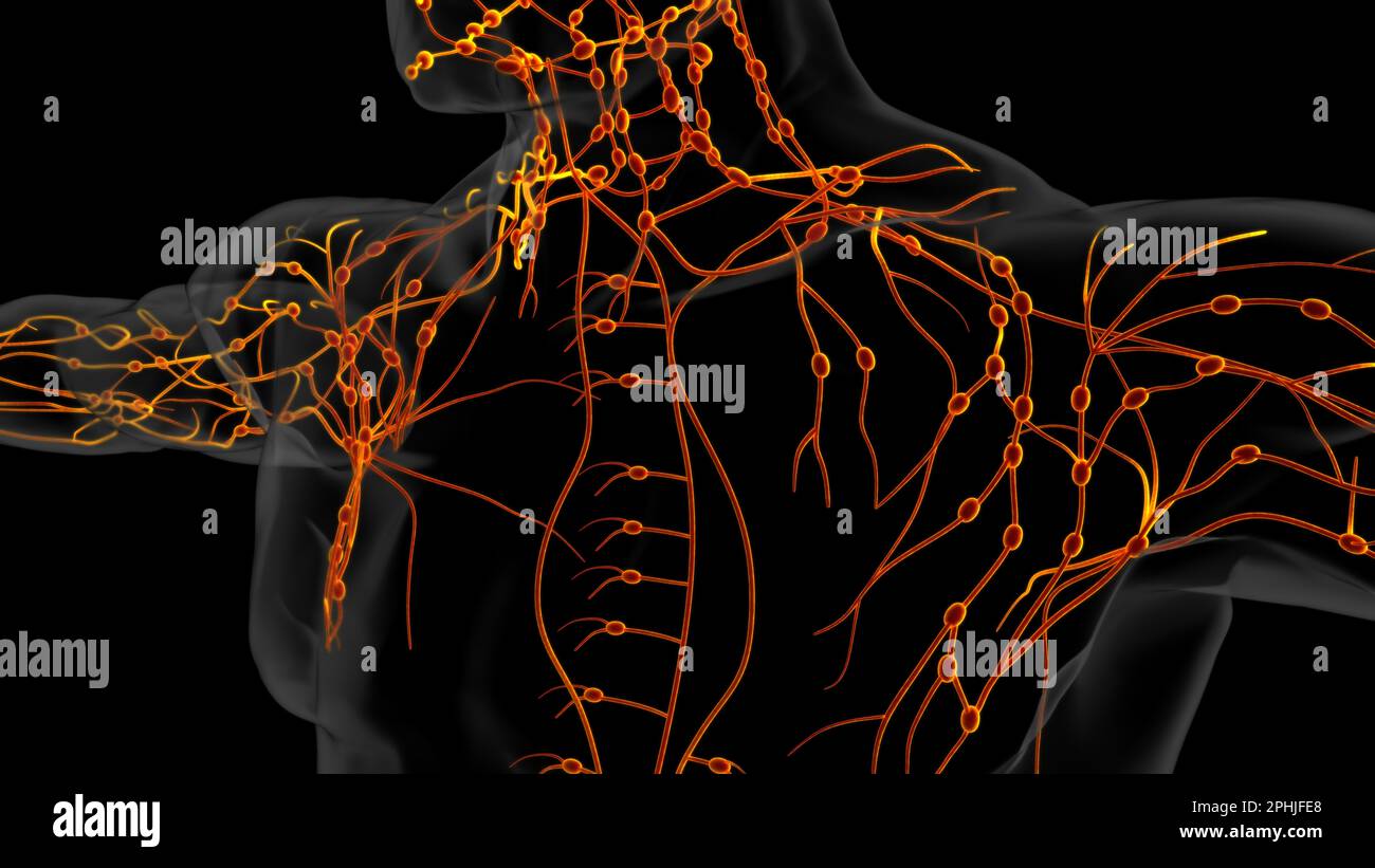 Human lymph nodes anatomy for medical concept 3D illustration Stock ...