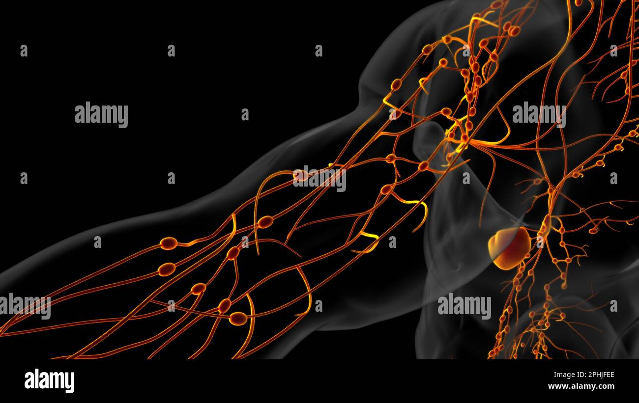 Human lymph nodes anatomy for medical concept 3D illustration Stock ...