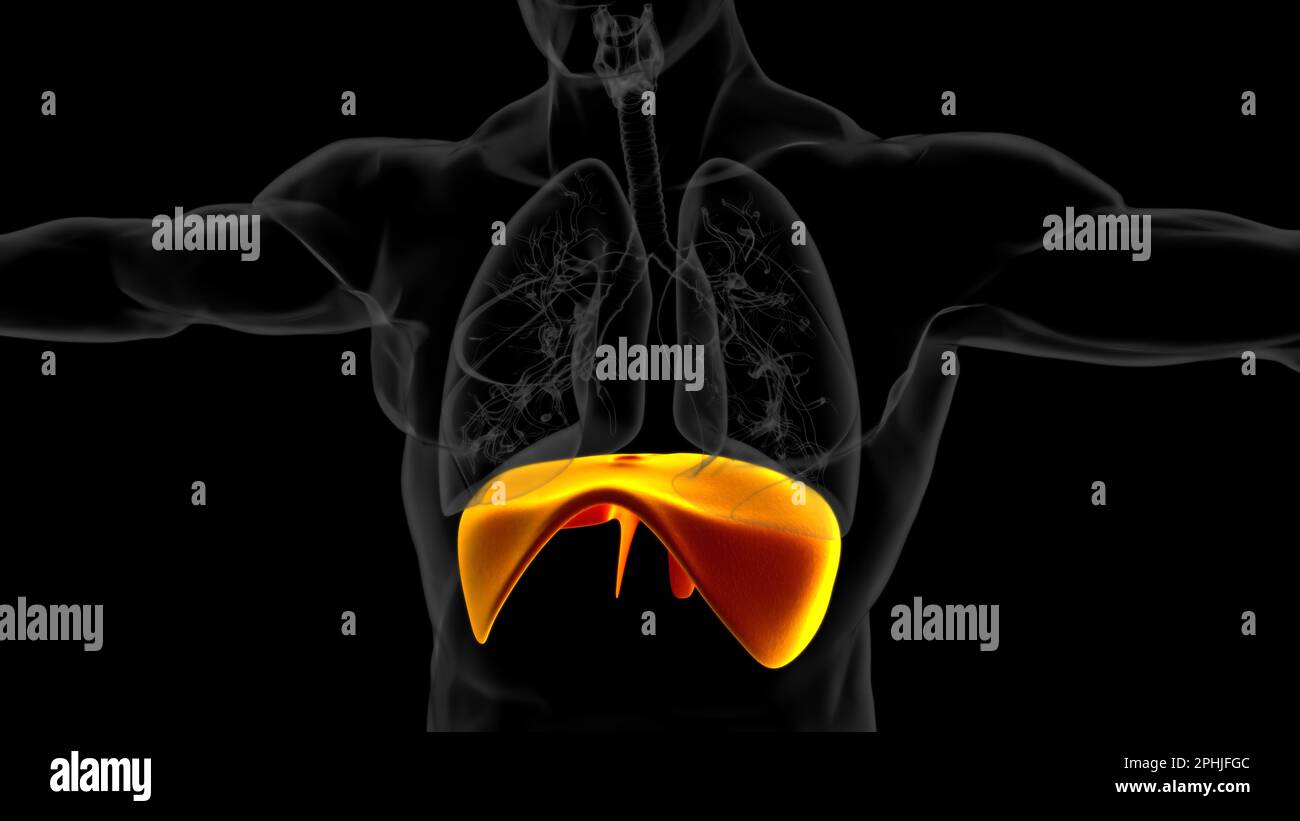 Human diaphragm anatomy for medical concept 3D illustration Stock Photo ...