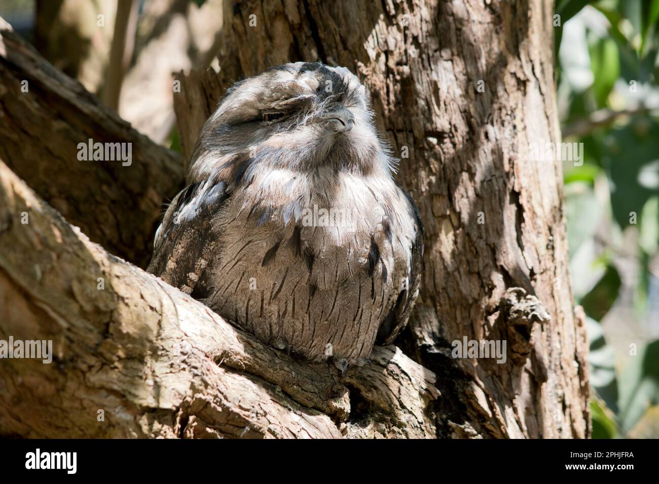 the tawny frogmouth uses it coloring to hide from preditors as it blends in with a tree Stock Photo