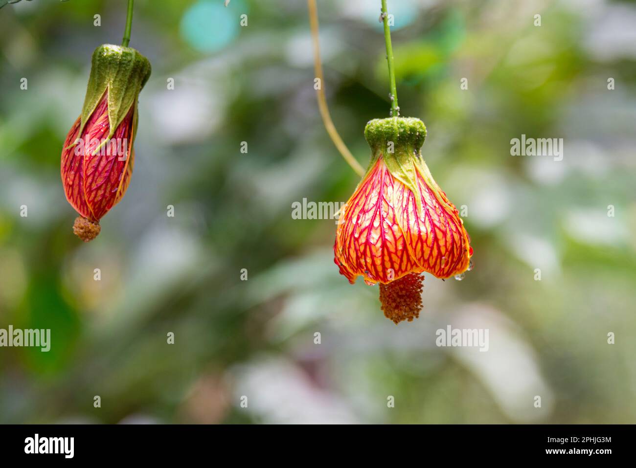 Details of the flower called Abutilon pictum on a bush in the area of Aguas Calientes, Peru Stock Photo
