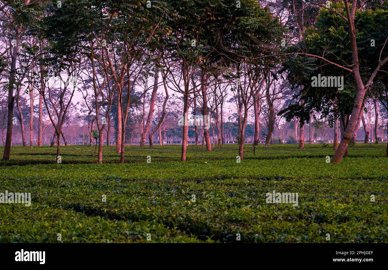 Landscape with trees and a tea garden. Samsing, scenic landscape, green tea garden, hills, forest in the north Bengal region, Siliguri. India, Fab. 23 Stock Photo