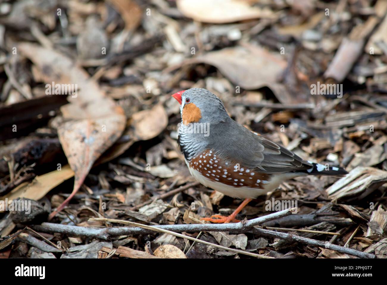 The Zebra Finch Is Mainly Grey, With Characteristic Black 'tear Drop ...