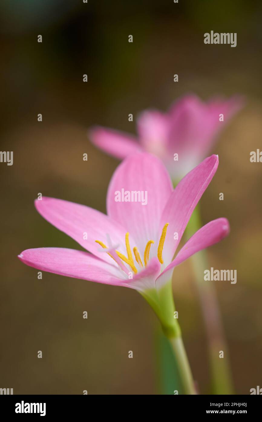 close-up of rain lilies or zephyr lilies, also known as cuban zephyr lilies or rose fairy lilies which bloom only after heavy rain Stock Photo