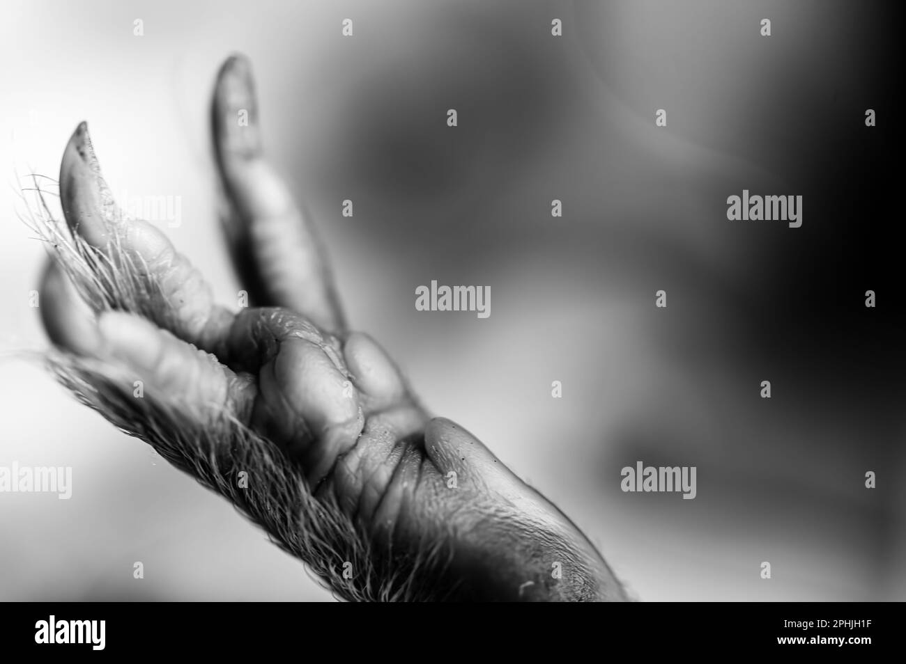Picture of Selective focus on foot pads and nails of a guinea pig back paw Stock ...