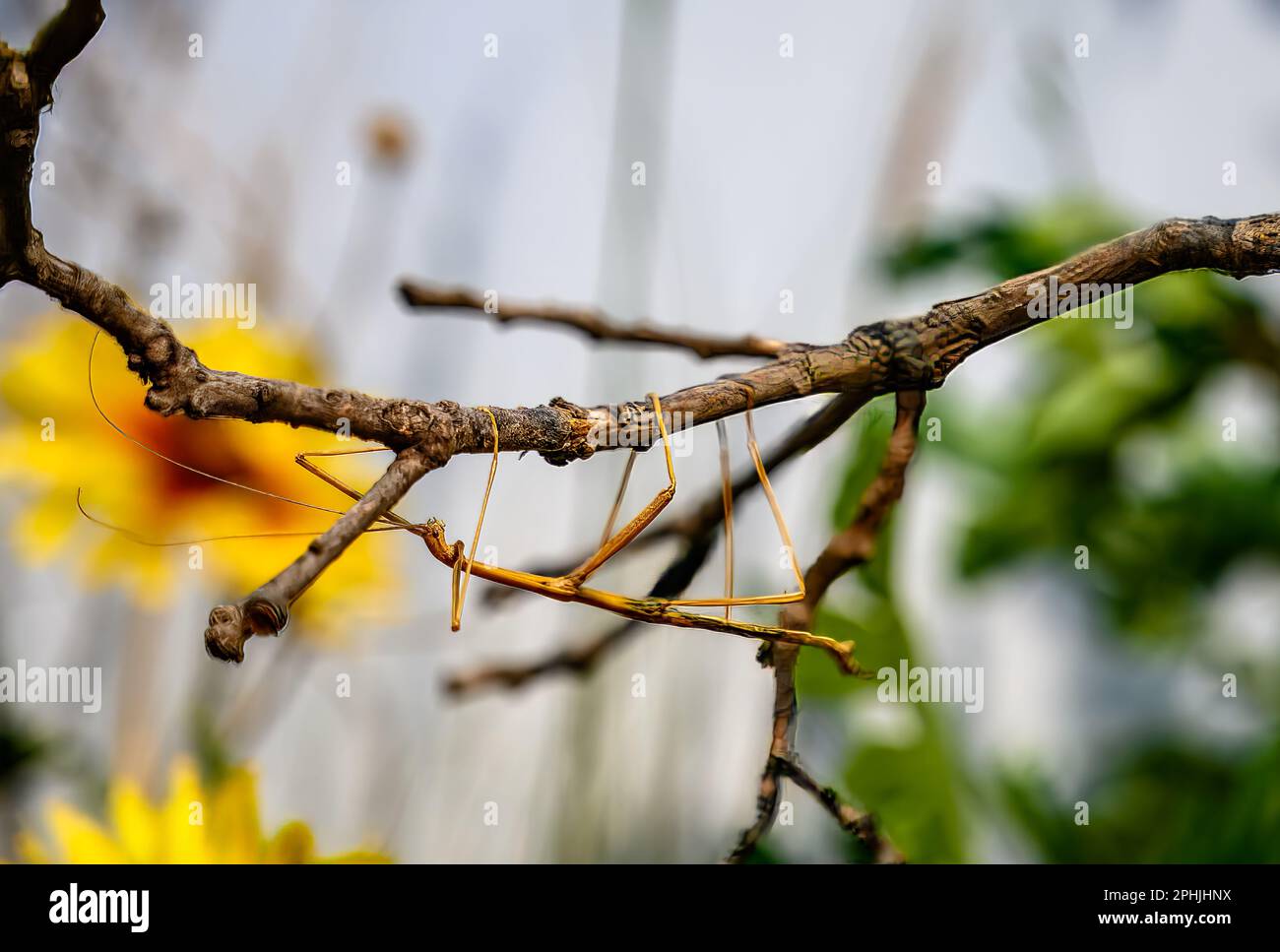 Walking stick insect trying to blend in and camouflage on a tree branch