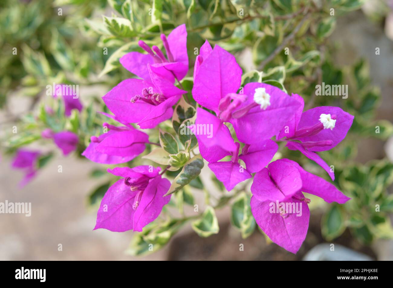 Blooming bougainvillea flowers background. Bright pink magenta bougainvillea flowers as a floral background. Bougainvillea flowers texture and backgro Stock Photo