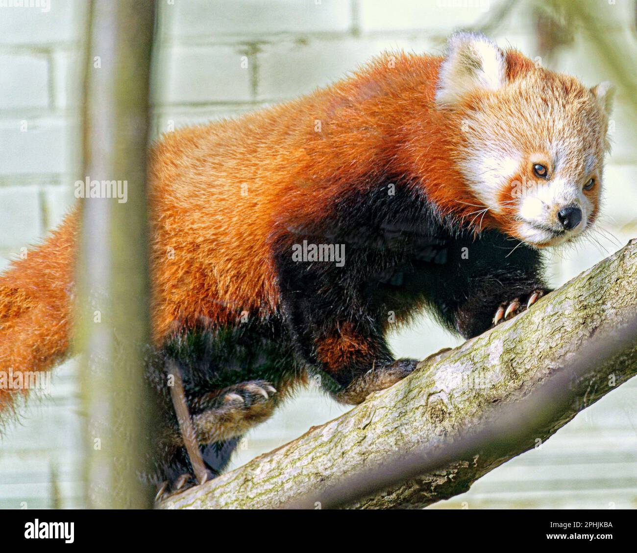 red panda (Ailurus fulgens), also known as the lesser panda, with ...