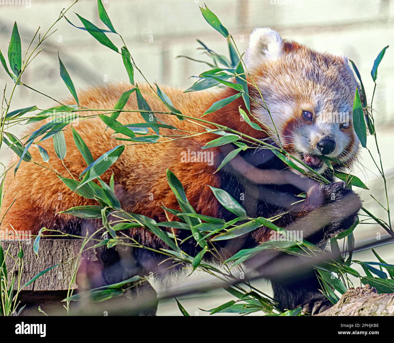 red panda (Ailurus fulgens), also known as the lesser panda, with ...