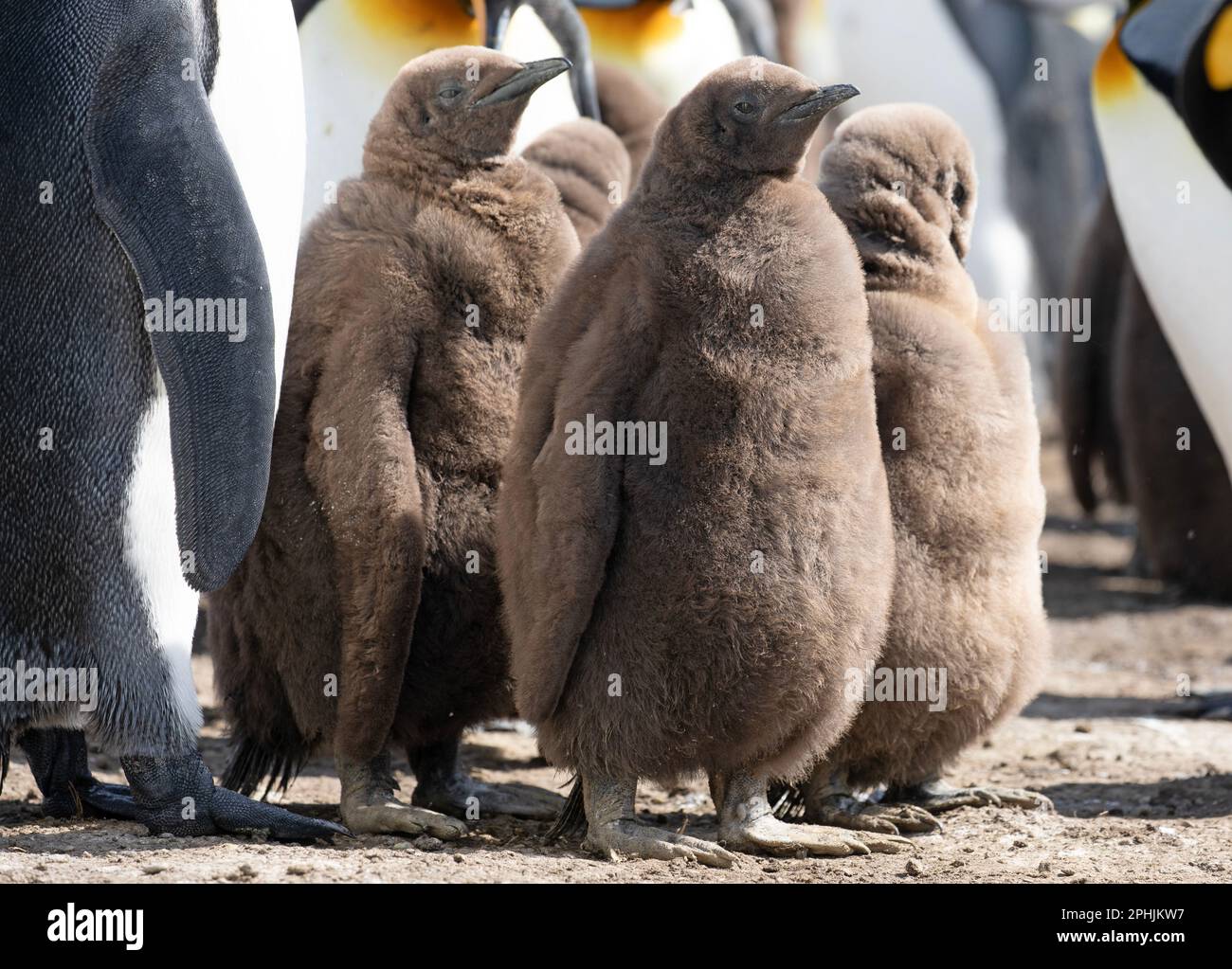 King Penquin juvenile, or chick, Aptenodytes Patagonicus, at Volunteer Point in The Falkland Islands. Stock Photo