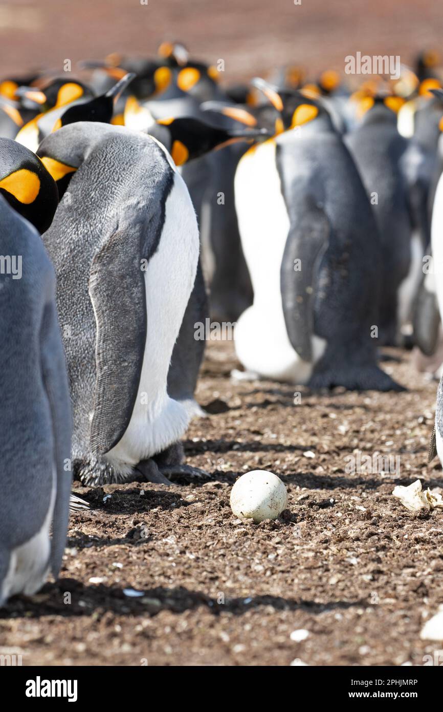 An abandoned King Penquin egg, Aptenodytes Patagonicus, at Volunteer Point in The Falkland Islands. Stock Photo