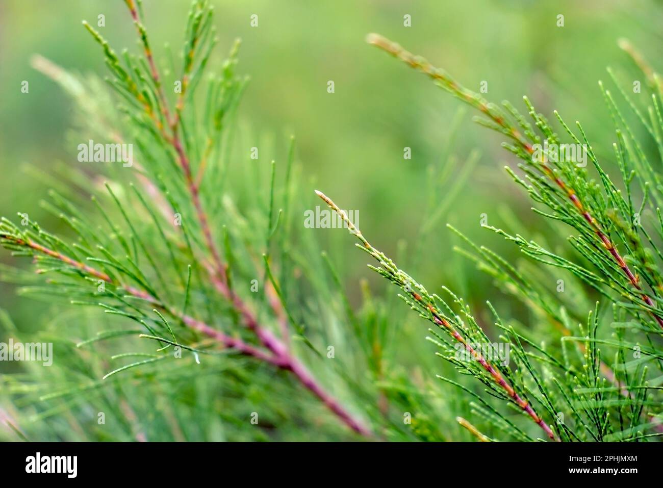 Cemara Udang, Australian pine tree or whistling pine tree (Casuarina equisetifolia) leaves, shallow focus. Natural background Stock Photo