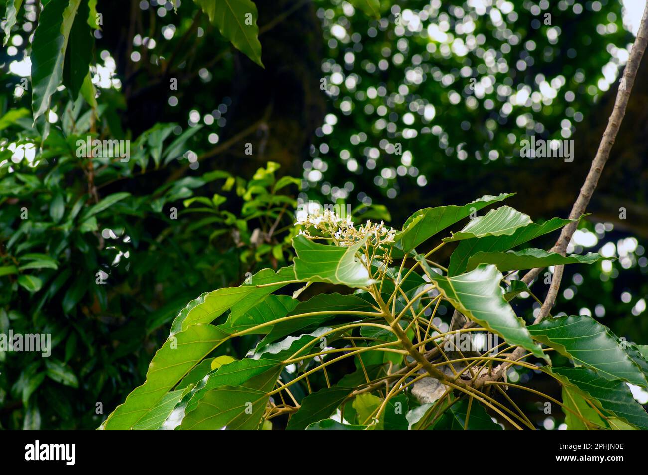 Close up of Candlenut tree (Aleurites moluccana) flowers and green leaves Stock Photo