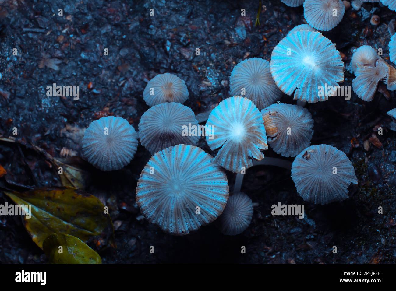 Small mushrooms toadstools. Psilocybin mushrooms under ultraviolet