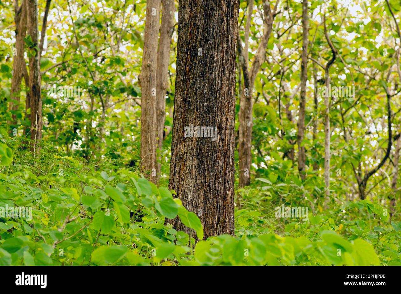 File:A teca (Tectona grandis) também chamada de teak ou djati é