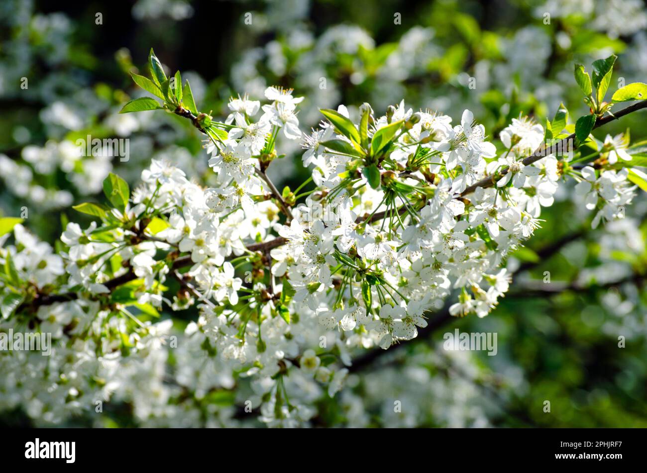 Dense cherry blossom hi-res stock photography and images - Alamy