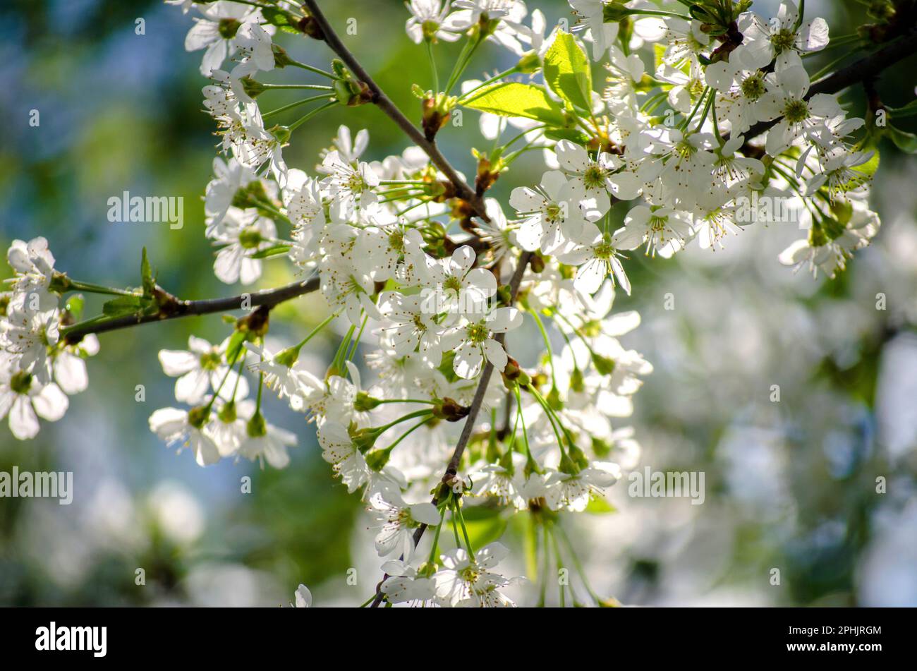 Cherry tree in dense white bloom in spring in the garden Stock Photo