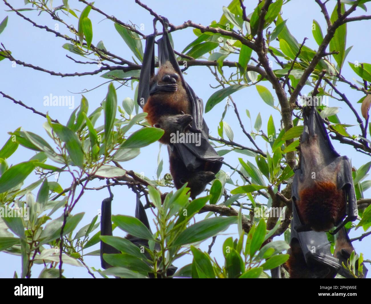 Fruit bats hang upside down from tree branches. Flying foxes (Pteropus