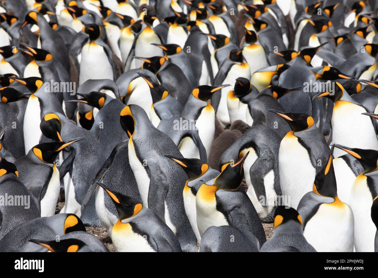 King Penquins, Aptenodytes Patagonicus, at Volunteer Point in The Falkland Islands. Stock Photo