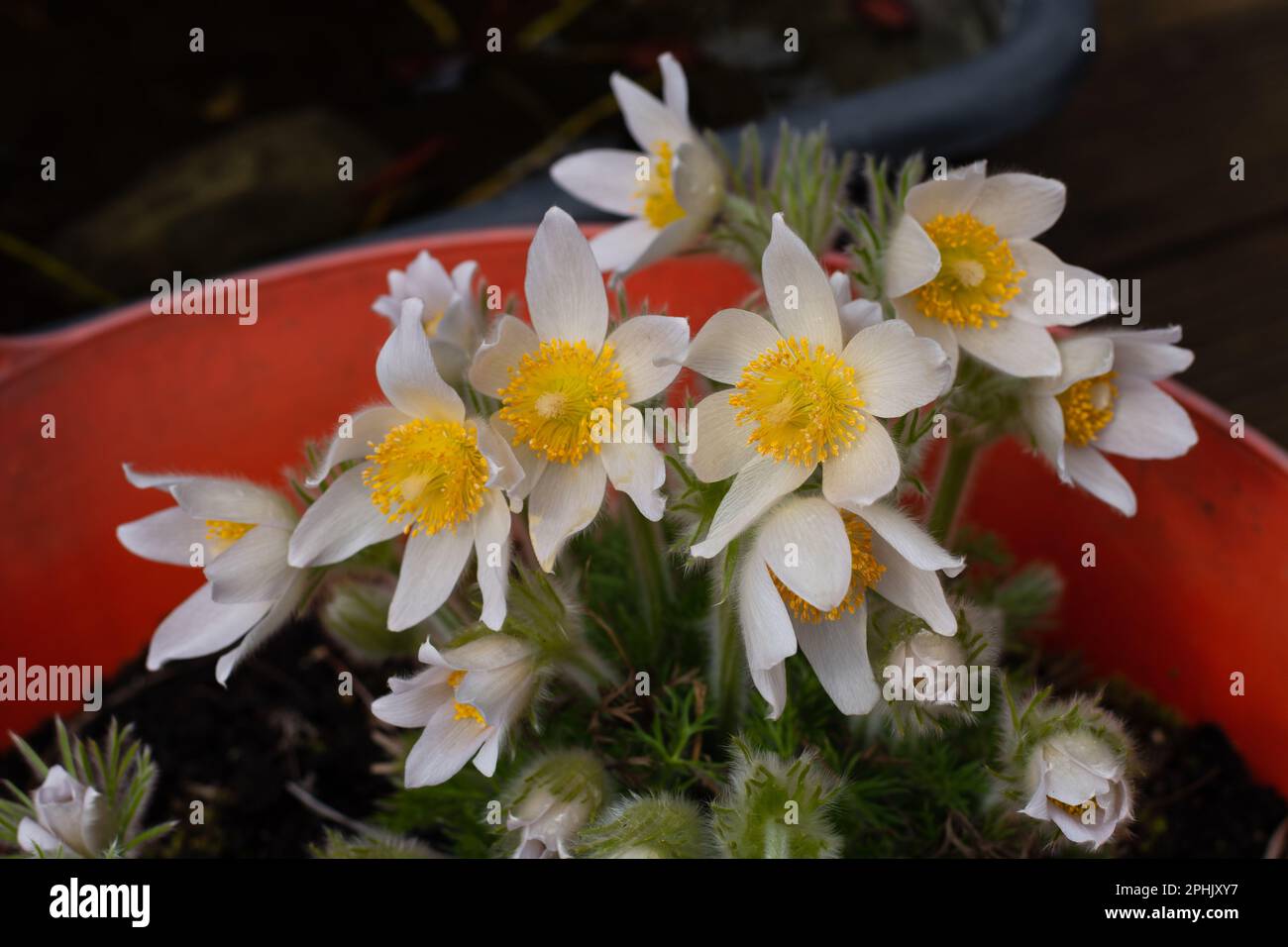 pulsatilla alba young plant with many flowers Stock Photo