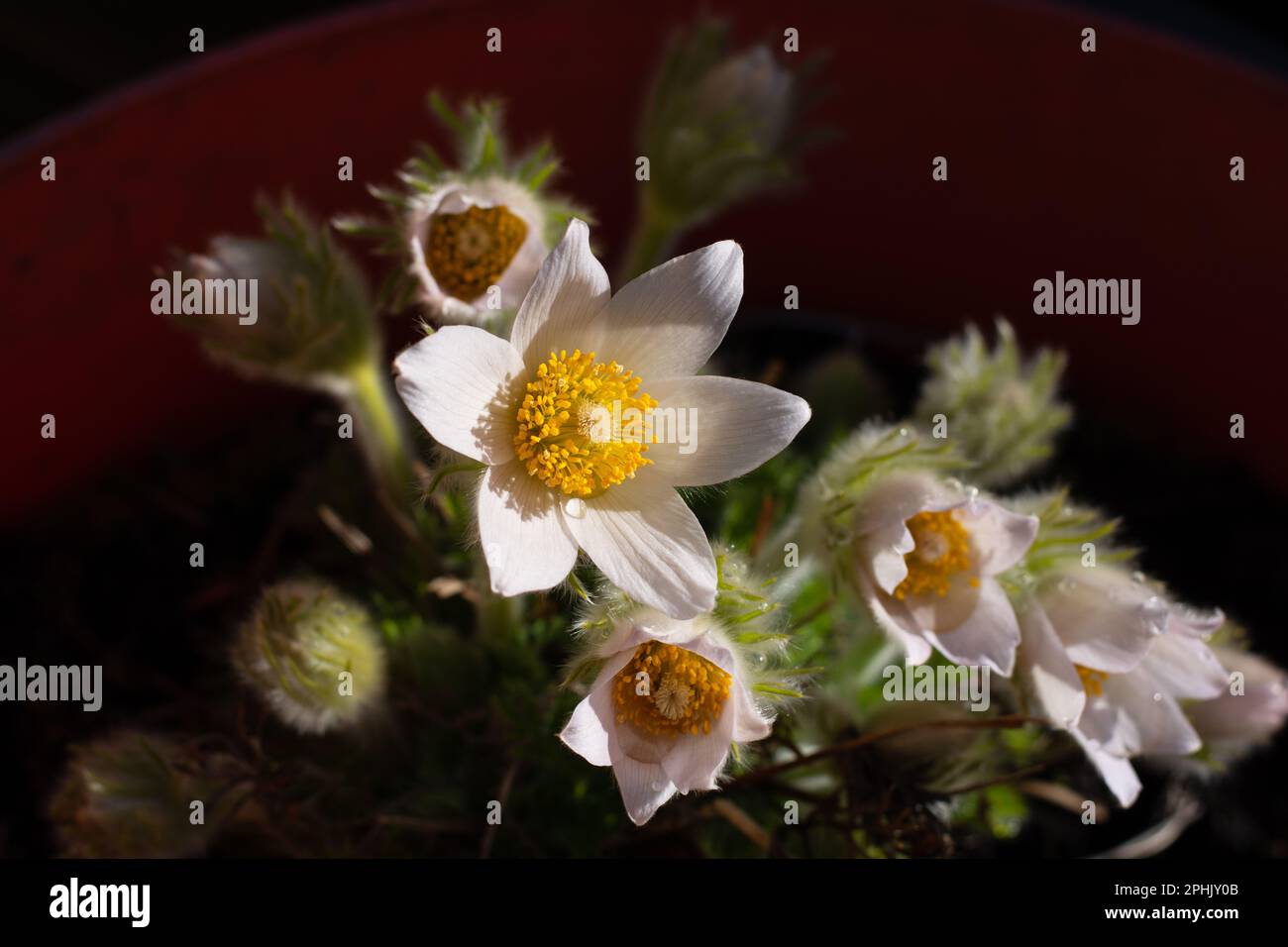 pulsatilla alba in bloom poisonous garden plant Stock Photo