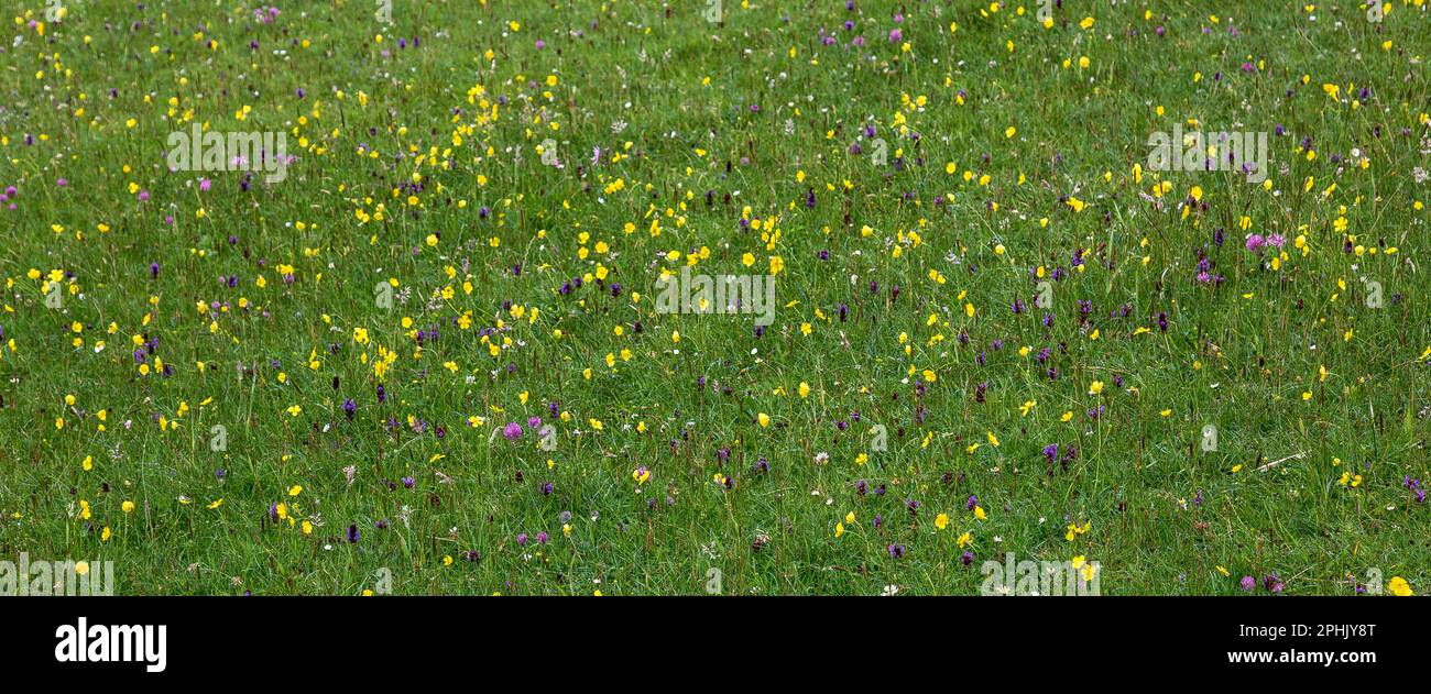 Machair, Grassland dotted with colourful Wildflowers, Lewis, Isle of Lewis, Hebrides, Outer Hebrides, Western Isles, Scotland, United Kingdom Stock Photo