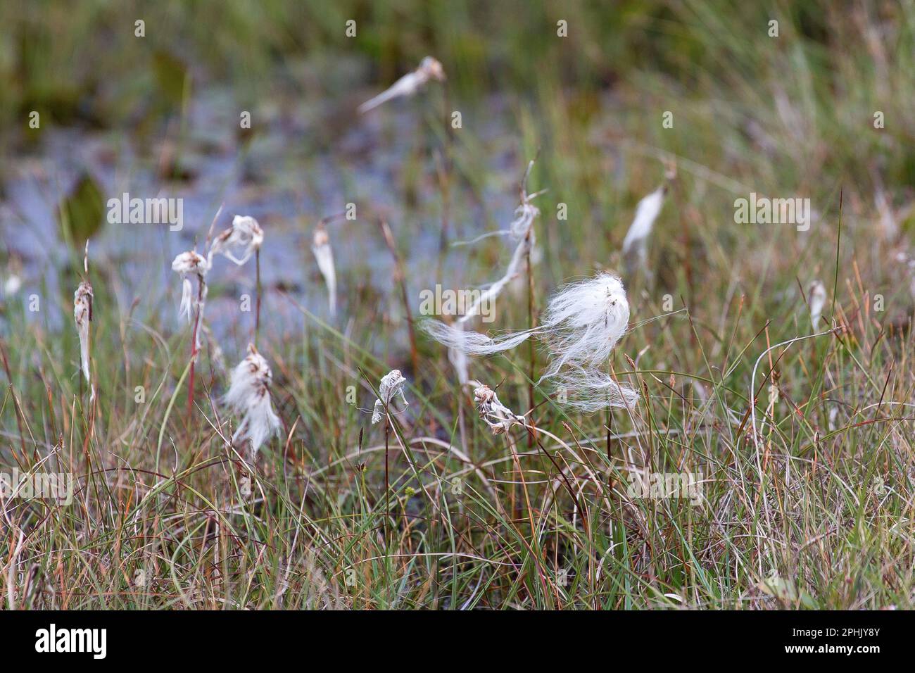 Cotton Grass Tussocks in the Scottish Highlands, Lewis, Isle of Lewis