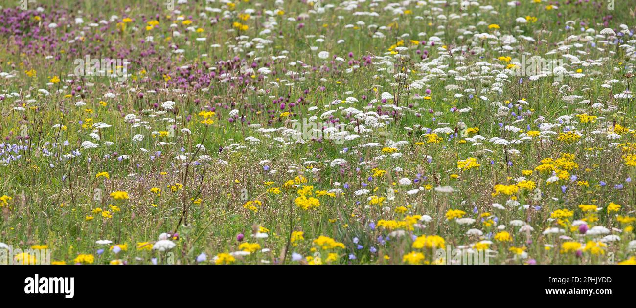 Multicoloured Wildflowers in Hebridian Machair, Lewis, Isle of Lewis, Hebrides, Outer Hebrides, Western Isles, Scotland, United Kingdom, Great Britain Stock Photo