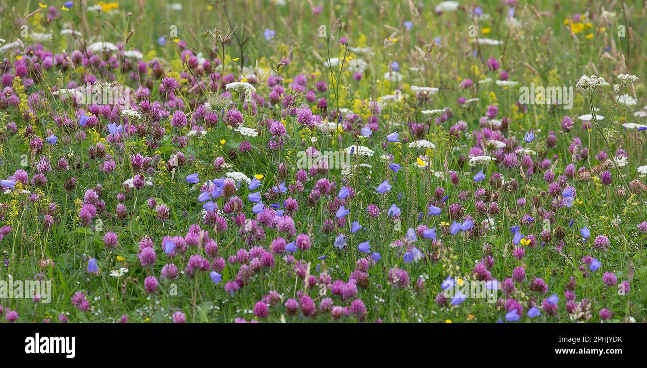 Machair with Colorful Flowers of Clovers, Lewis, Isle of Lewis, Hebrides, Outer Hebrides, Western Isles, Scotland, United Kingdom, Great Britain Stock Photo