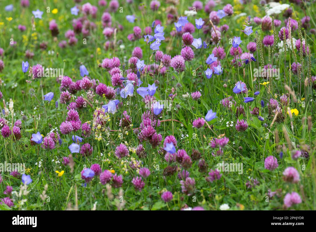 Purple Red and Pink Wildflowers in Hebridian Machair, Lewis, Isle of Lewis, Hebrides, Outer Hebrides, Western Isles, Scotland, United Kingdom Stock Photo