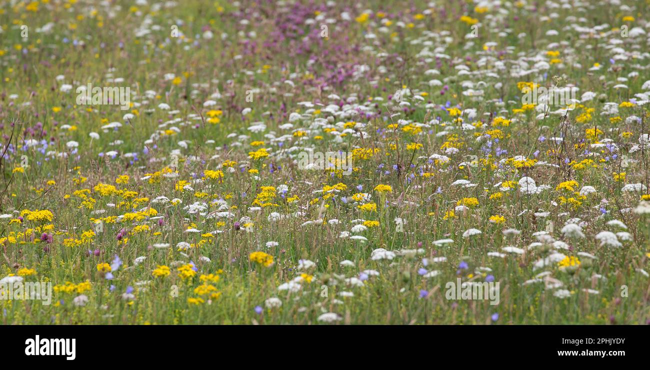 Machair with Yellow, White and Pink Red Wildflowers, Lewis, Isle of Lewis, Hebrides, Outer Hebrides, Western Isles, Scotland, United Kingdom Stock Photo