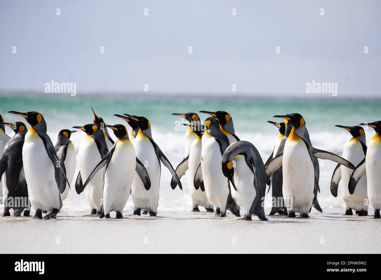 King Penquins, Aptenodytes Patagonicus, at Volunteer Point in The Falkland Islands. Stock Photo