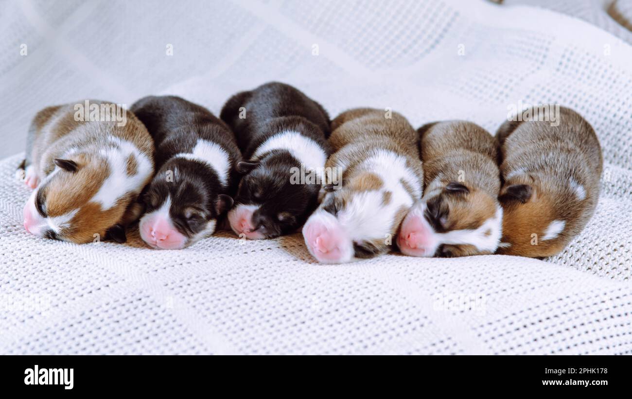 Portrait of six lovable two-month-old puppies of dog pembroke welsh corgi napping sleeping lying in row on white cotton plaid. Pet love, pet care, dog Stock Photo