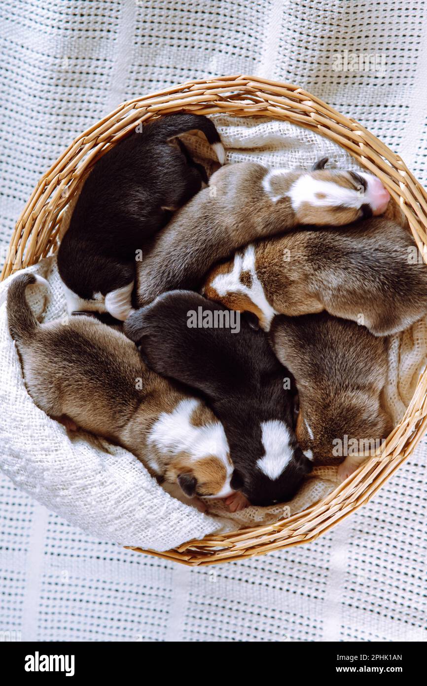 Top view of several pretty two-month-old puppies of dog pembroke welsh corgi sleeping dreaming in different poses in wicker basket on white plaid. Pet Stock Photo