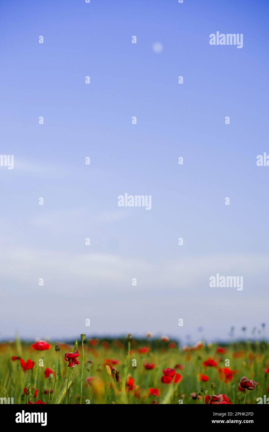 Summer flowers grass hi-res stock photography and images - Alamy
